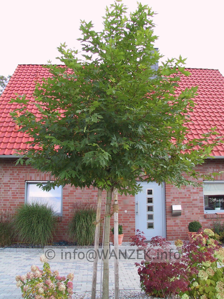 Platanus orientalis Minarett - Baum2.JPG